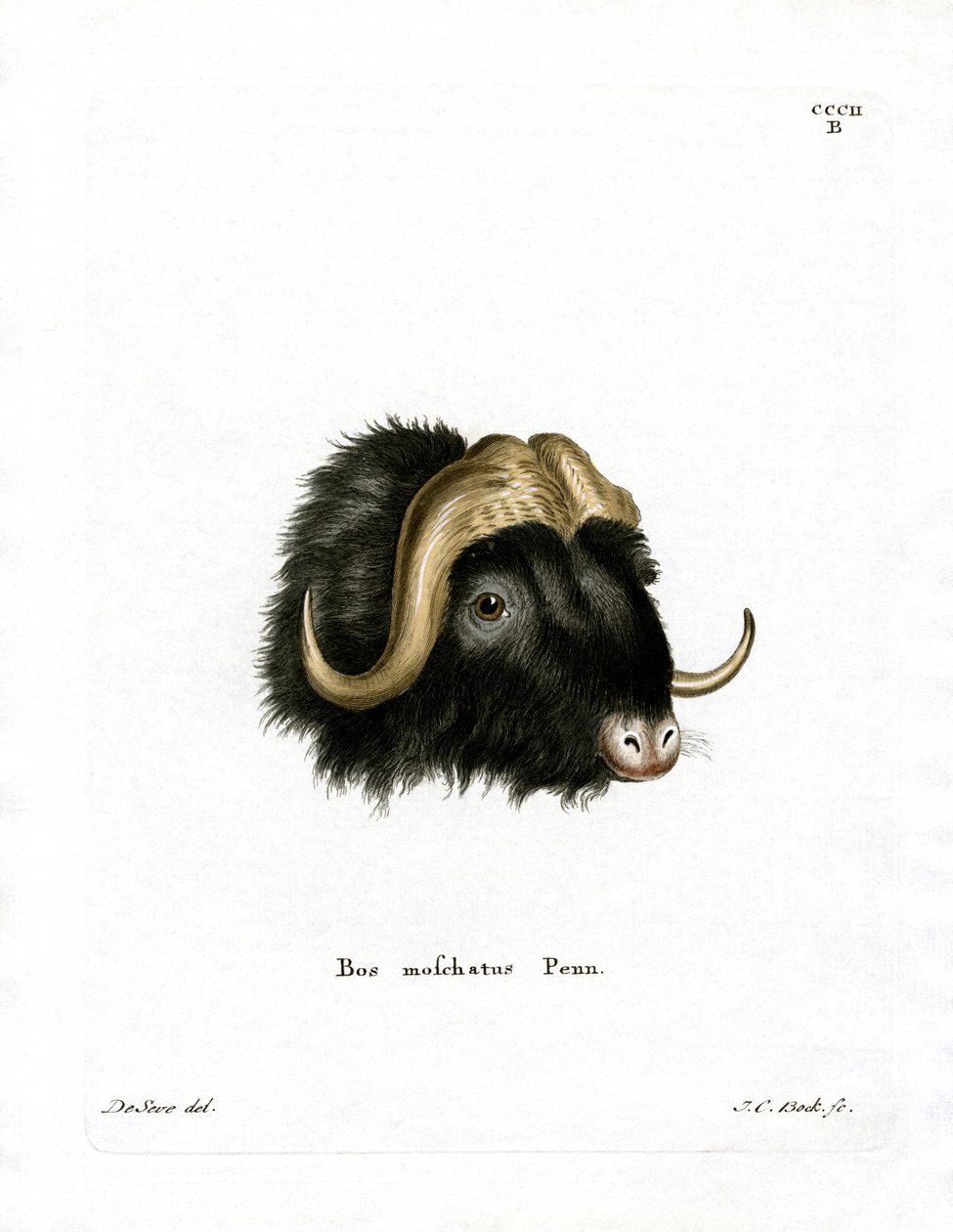 Musk Ox Head by German School
