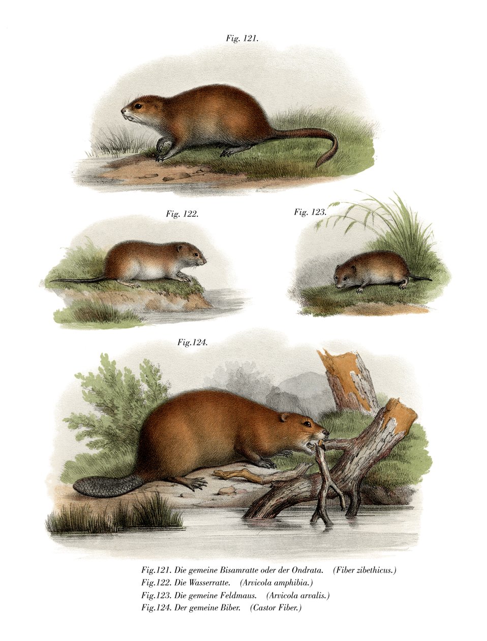 Muskrat by German School