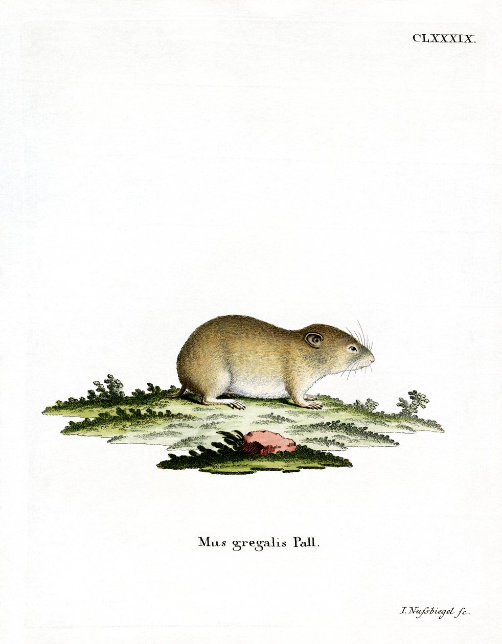 Narrow-headed Vole by German School