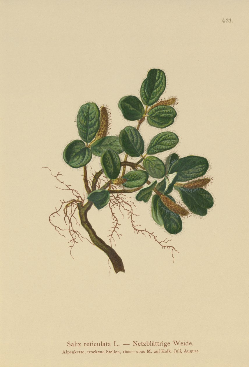 Net-leaved Willow by German School