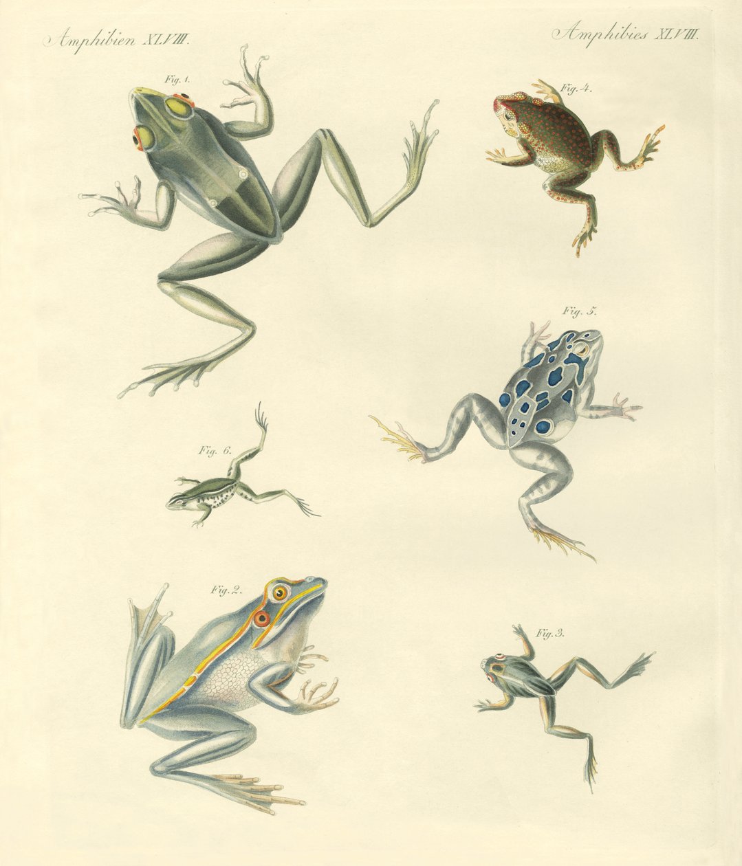 New-discovered Frogs and Toads by German School