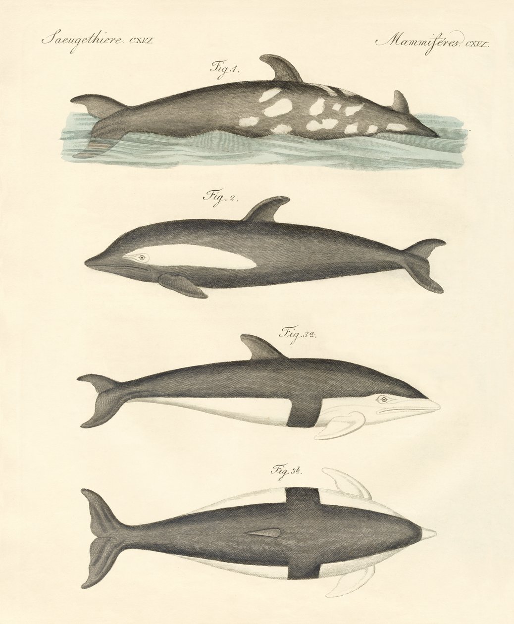 New dolphins by German School