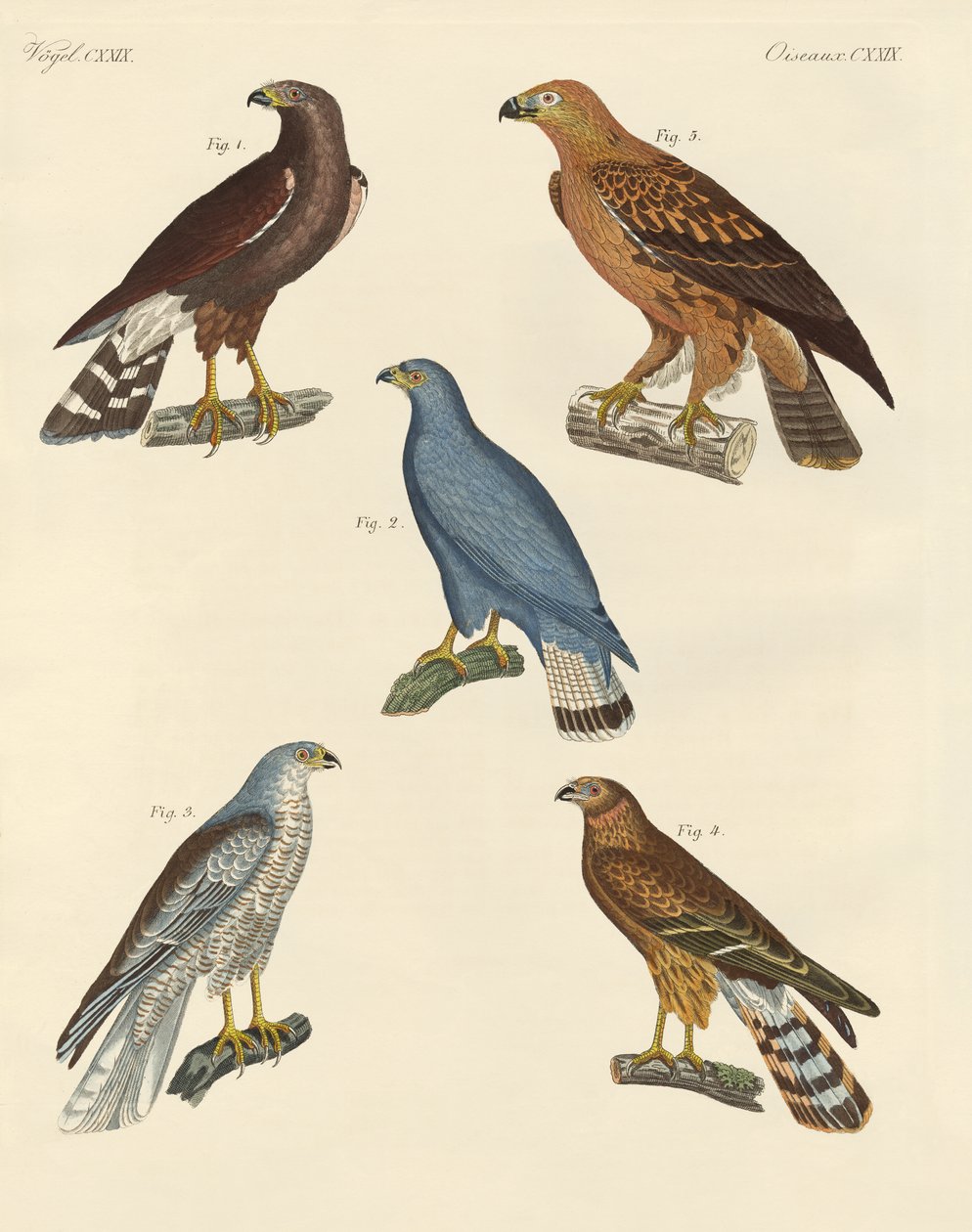 New Known Birds of Prey by German School