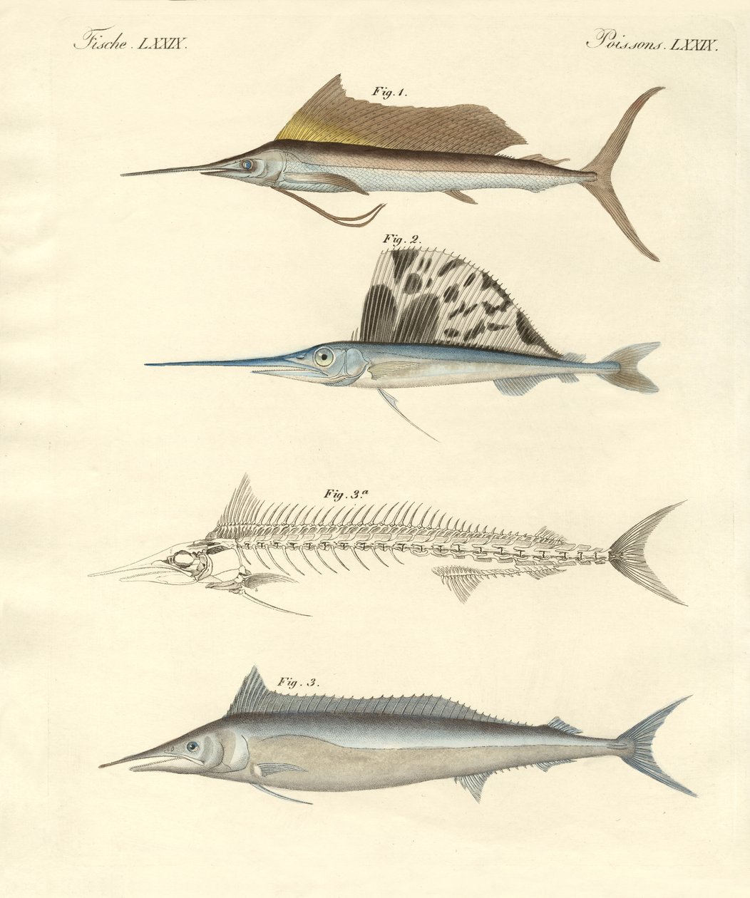 New Mackerel-like Fish by German School