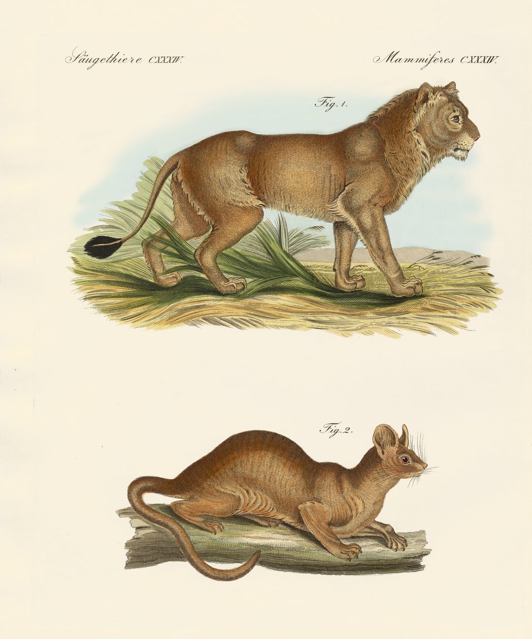 New Predatory Mammals by German School