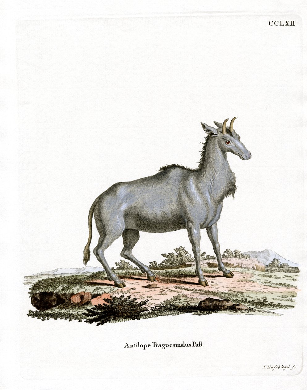 Nilgai by German School