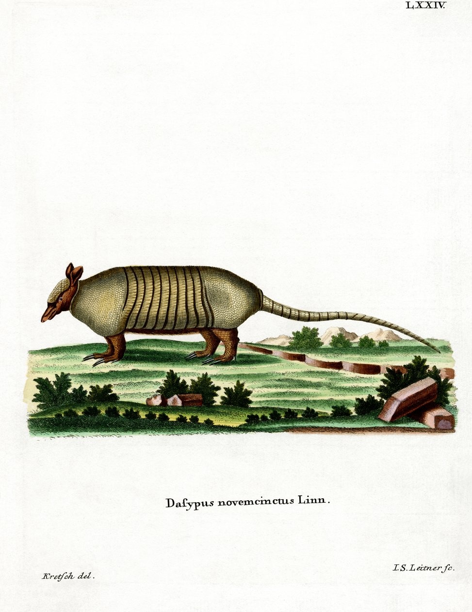 Nine-banded Armadillo by German School