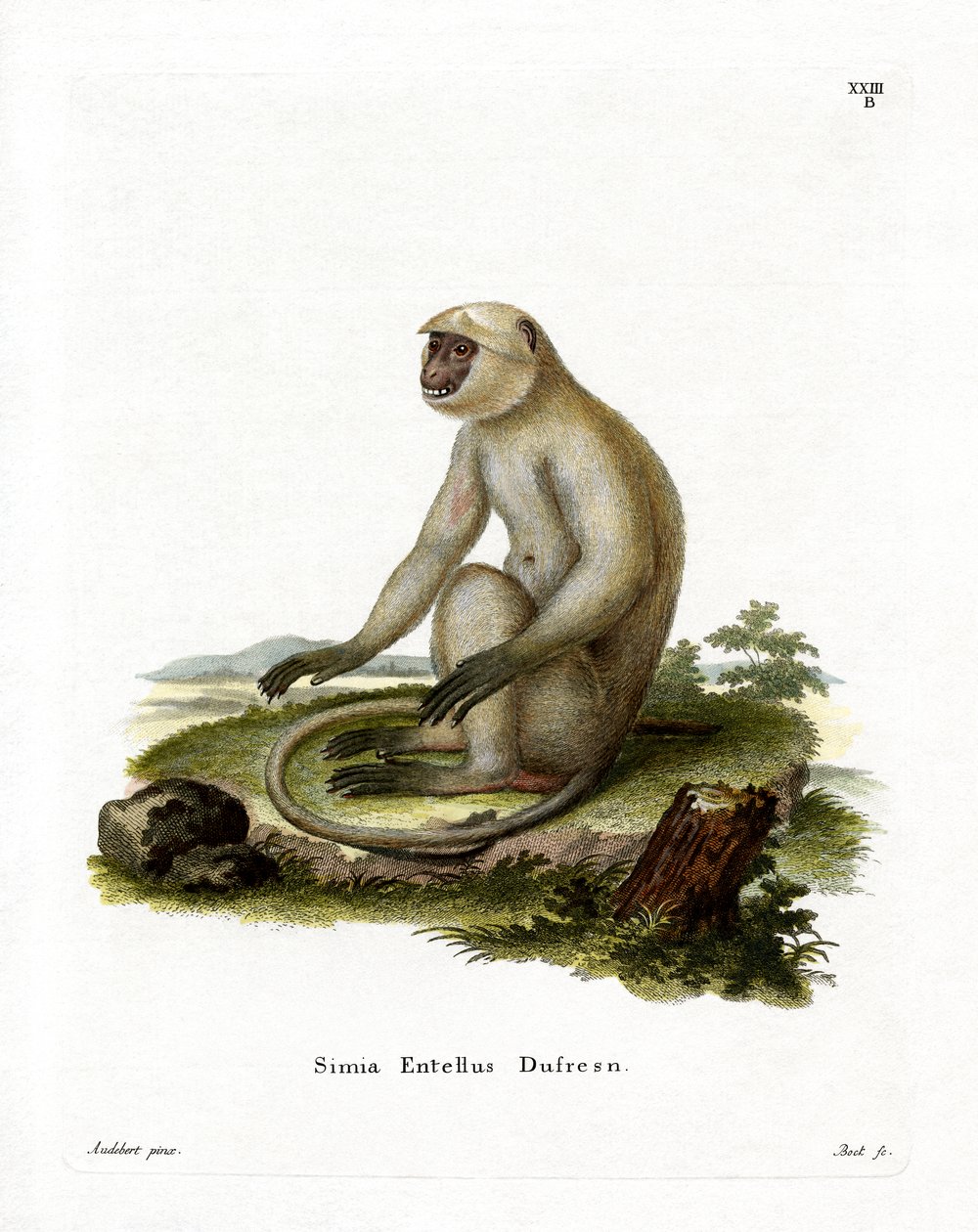 Northern Plains Gray Langur by German School