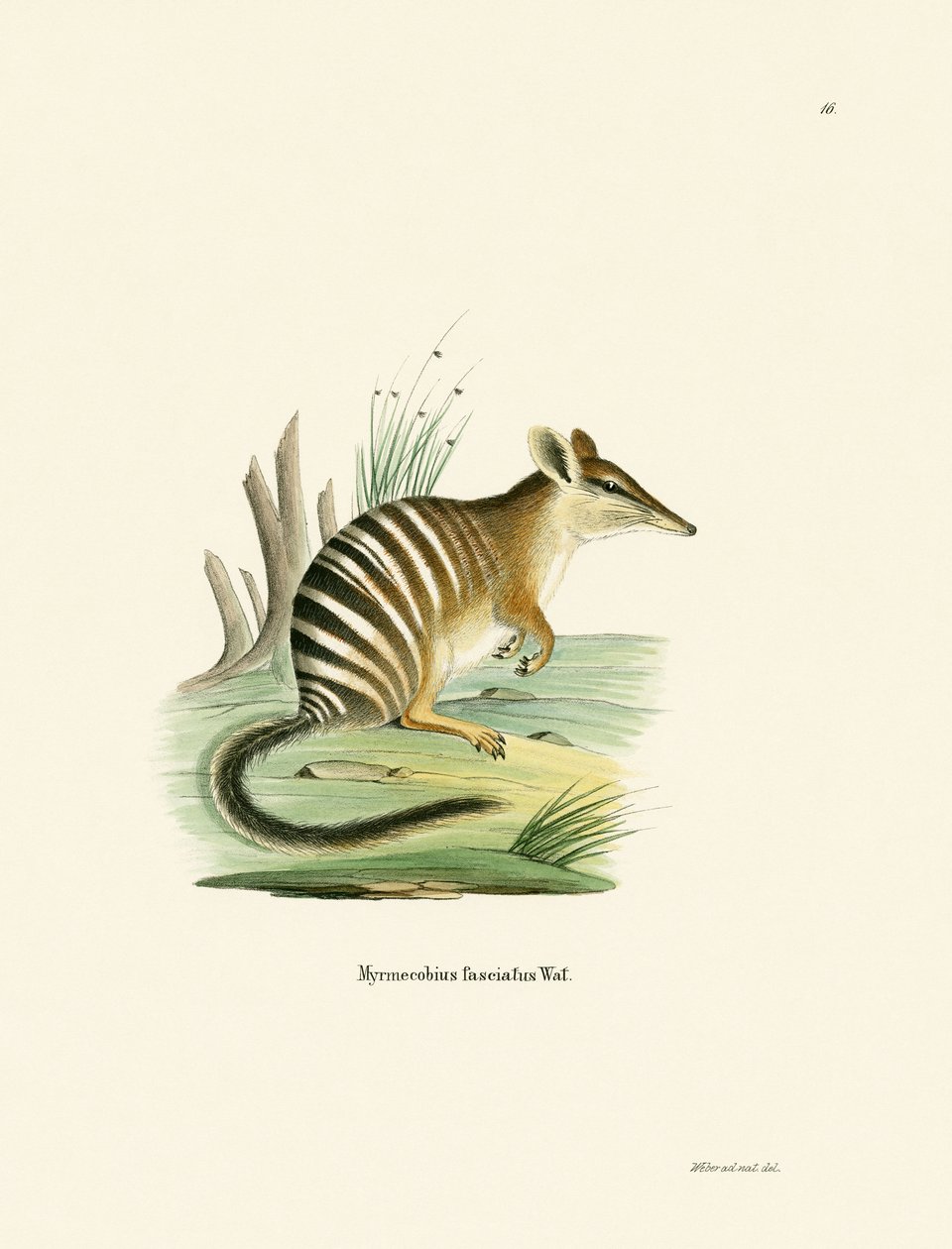 Numbat by German School
