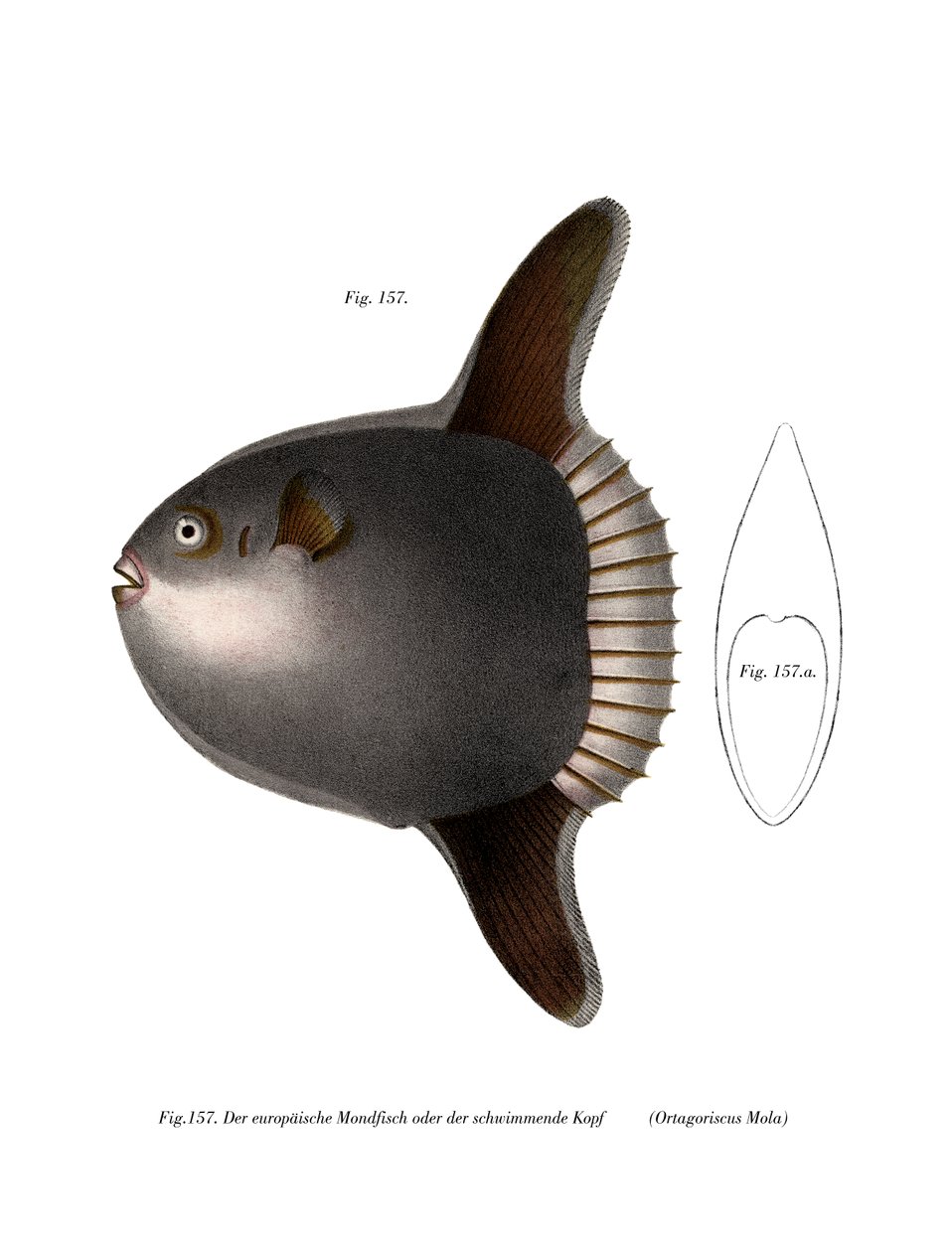 Ocean Sunfish by German School