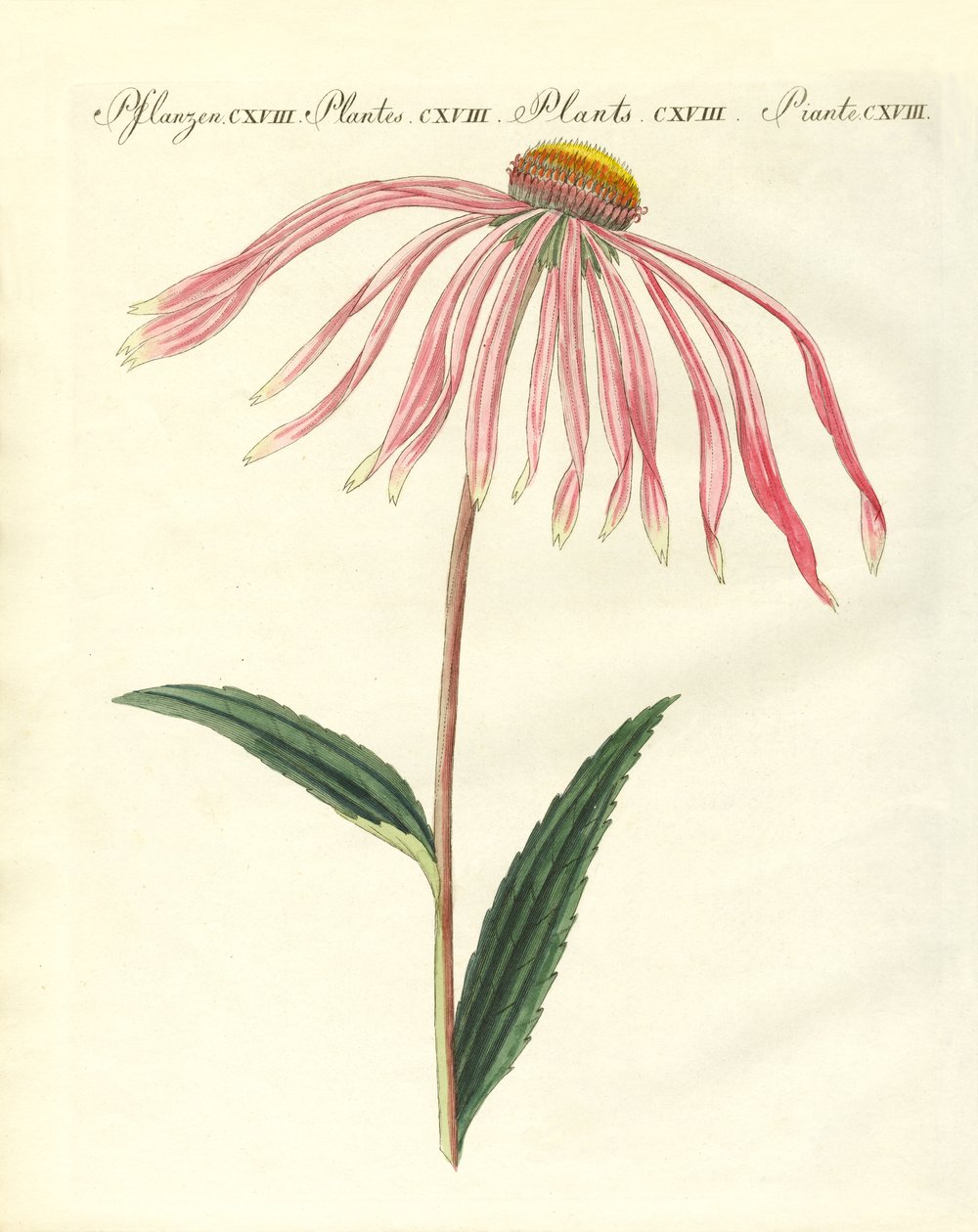 Ornamental Plants by German School