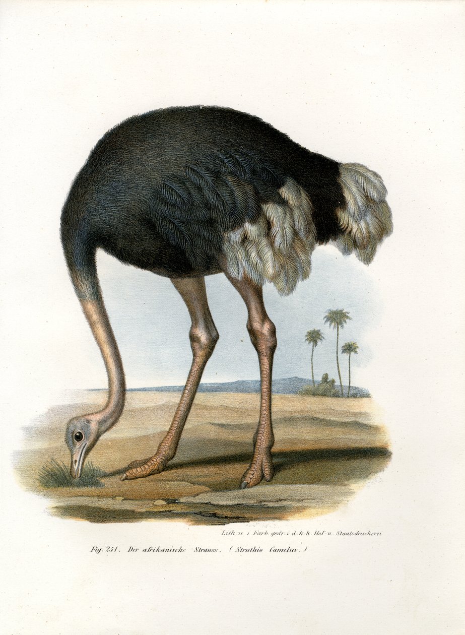 Ostrich by German School