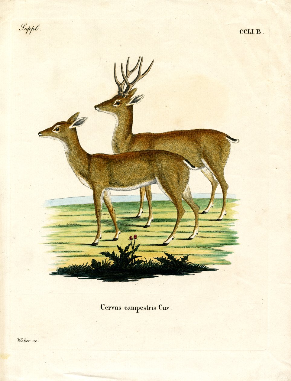 Pampas Deer by German School