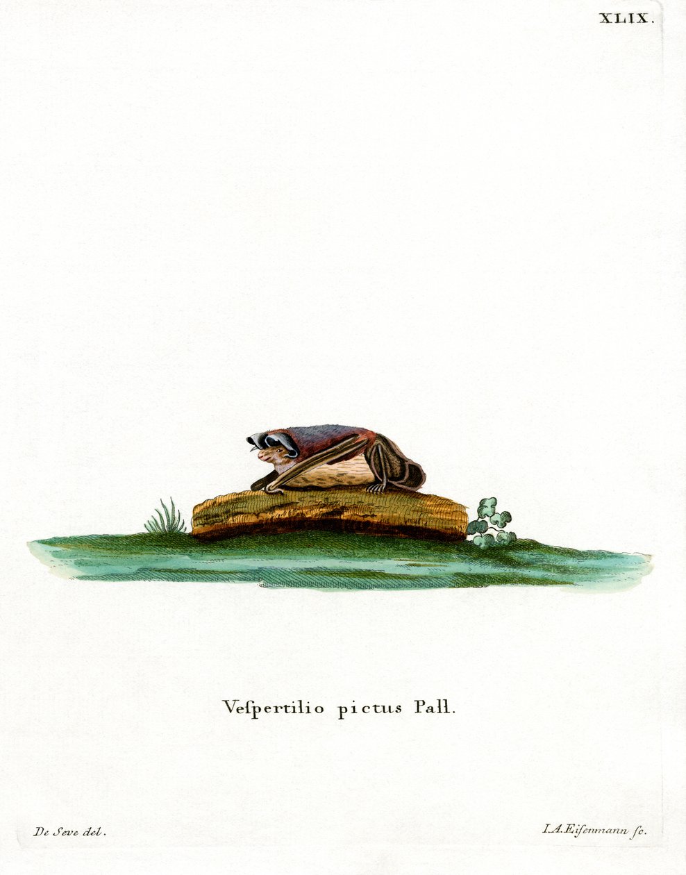 Particoloured Bat by German School