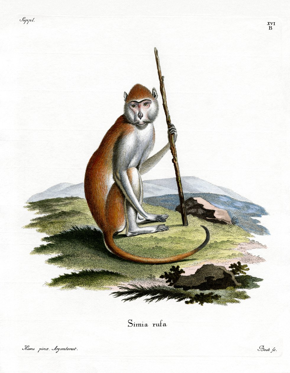 Patas Monkey by German School