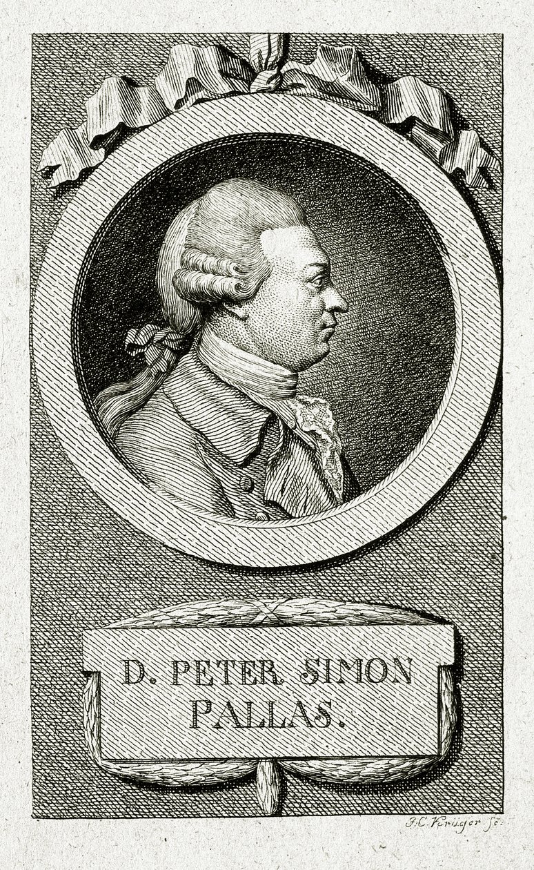 Peter Simon Pallas. (1741 – 1811) by German School