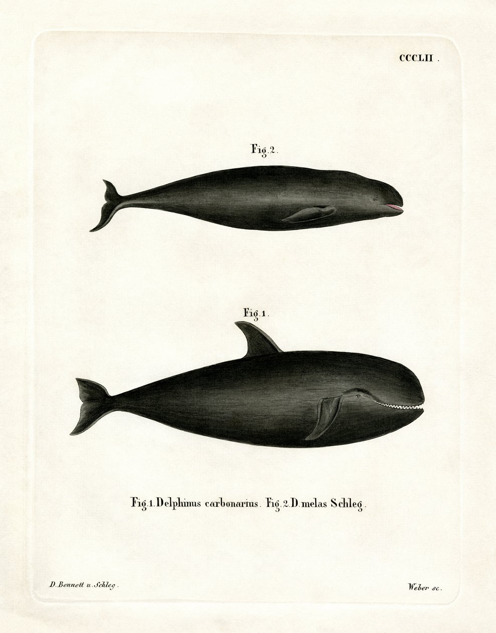 Pilot Whale by German School