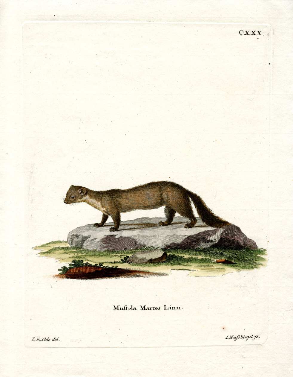 Pine Marten by German School