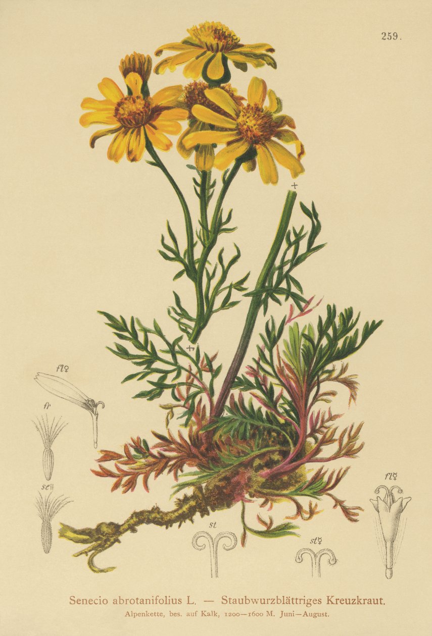 Pinnate-leaved Ragwort by German School
