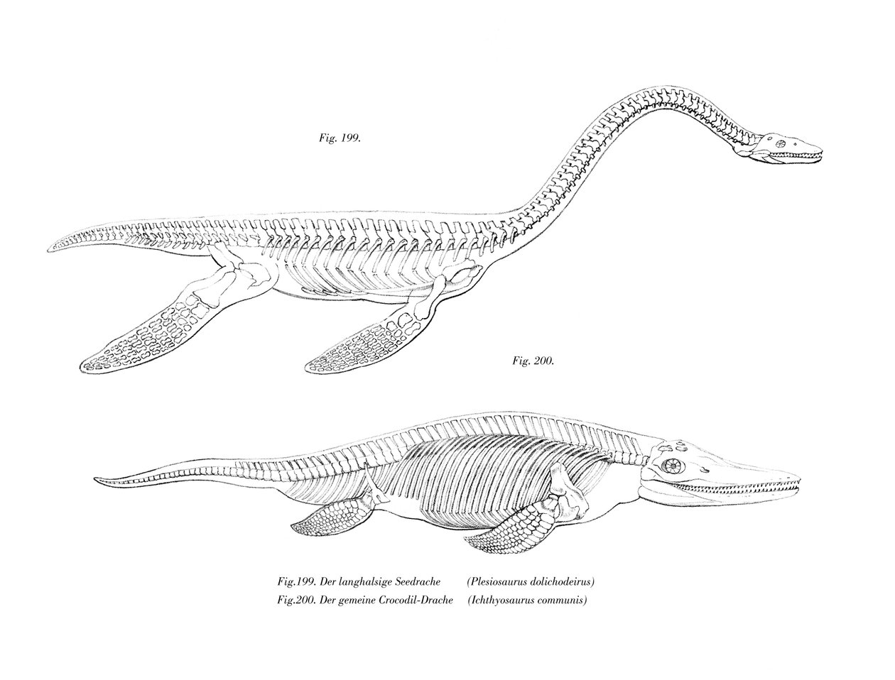 Plesiosaur by German School