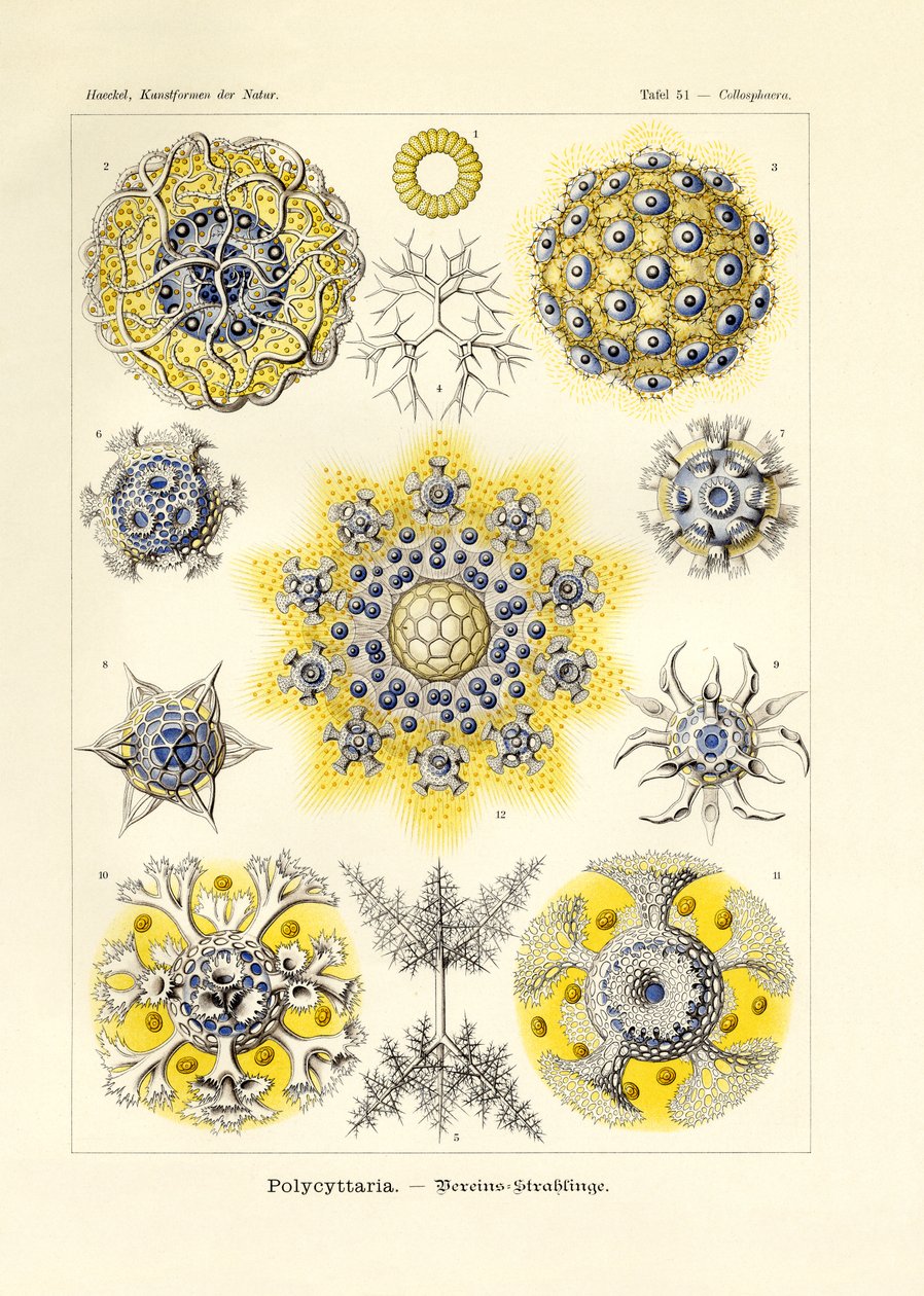 Polycyttaria by German School