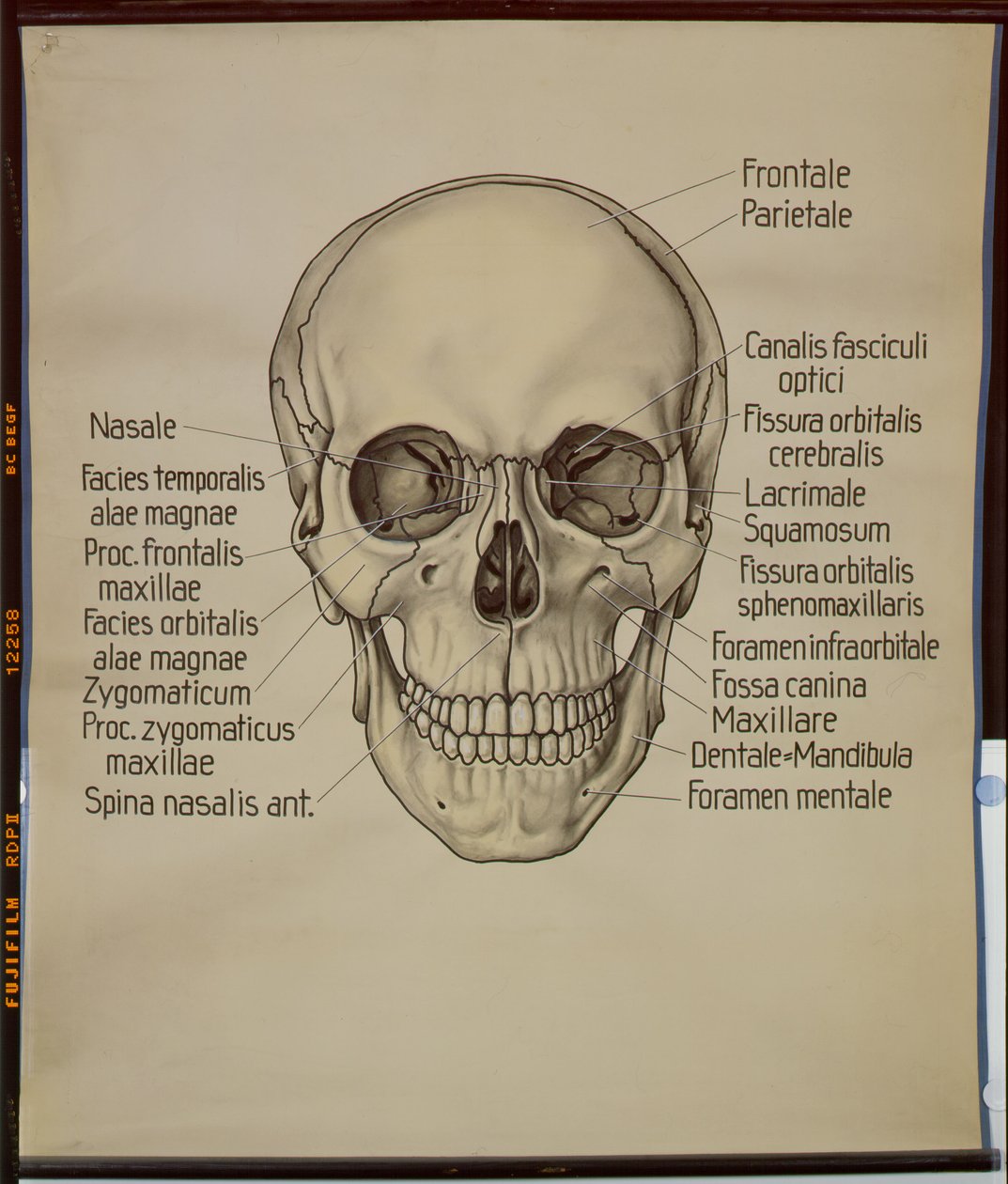 Poster of a human skull by German School