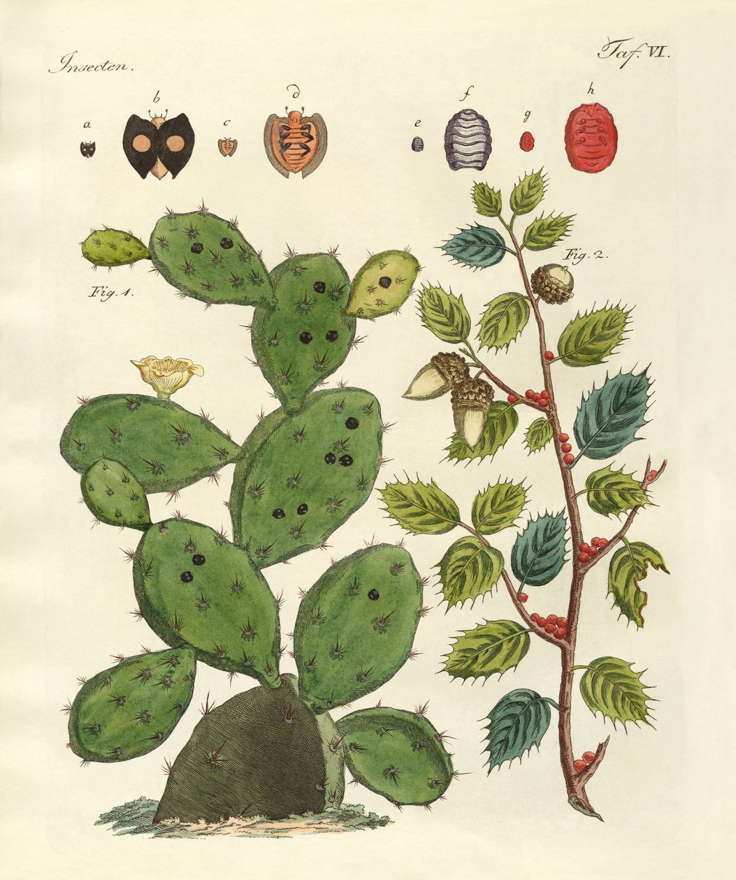 Precious Insects by German School