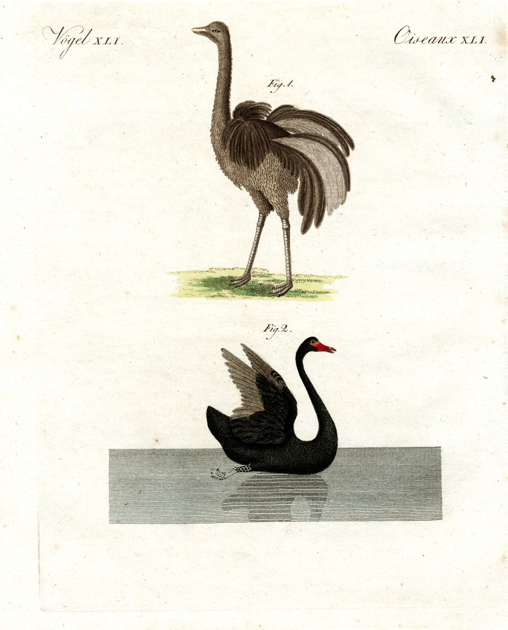 Rare Birds by German School