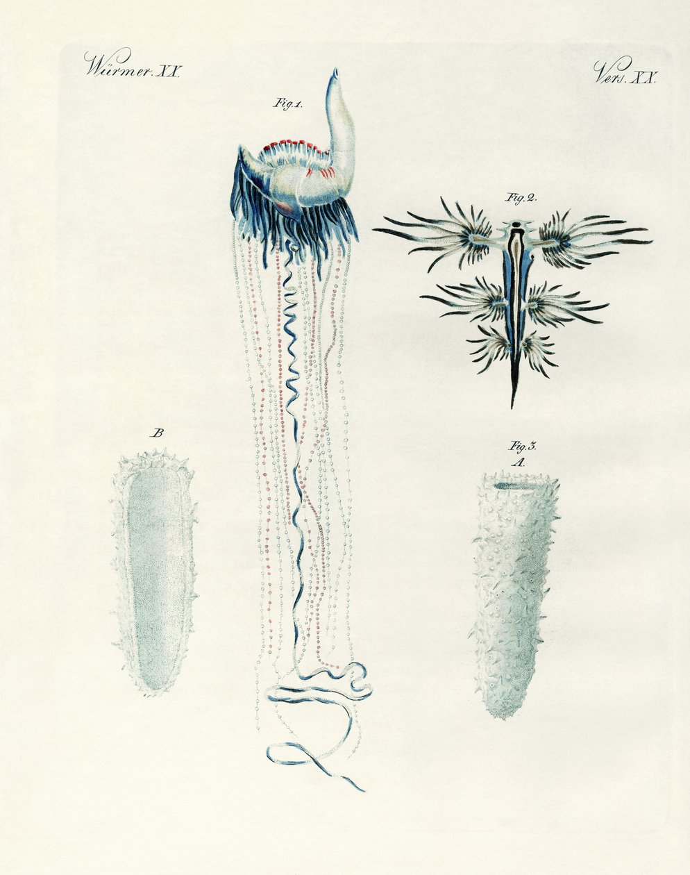 Rare Kinds of Molluscs by German School