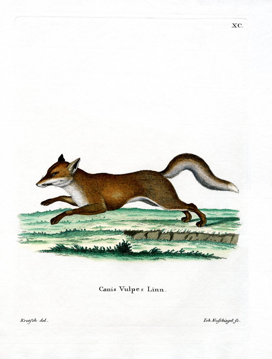 Red Fox by German School