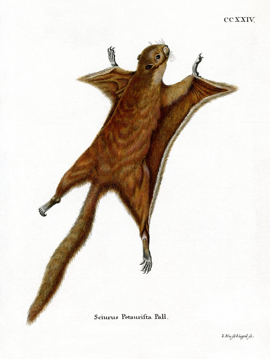 Red Giant Flying Squirrel by German School