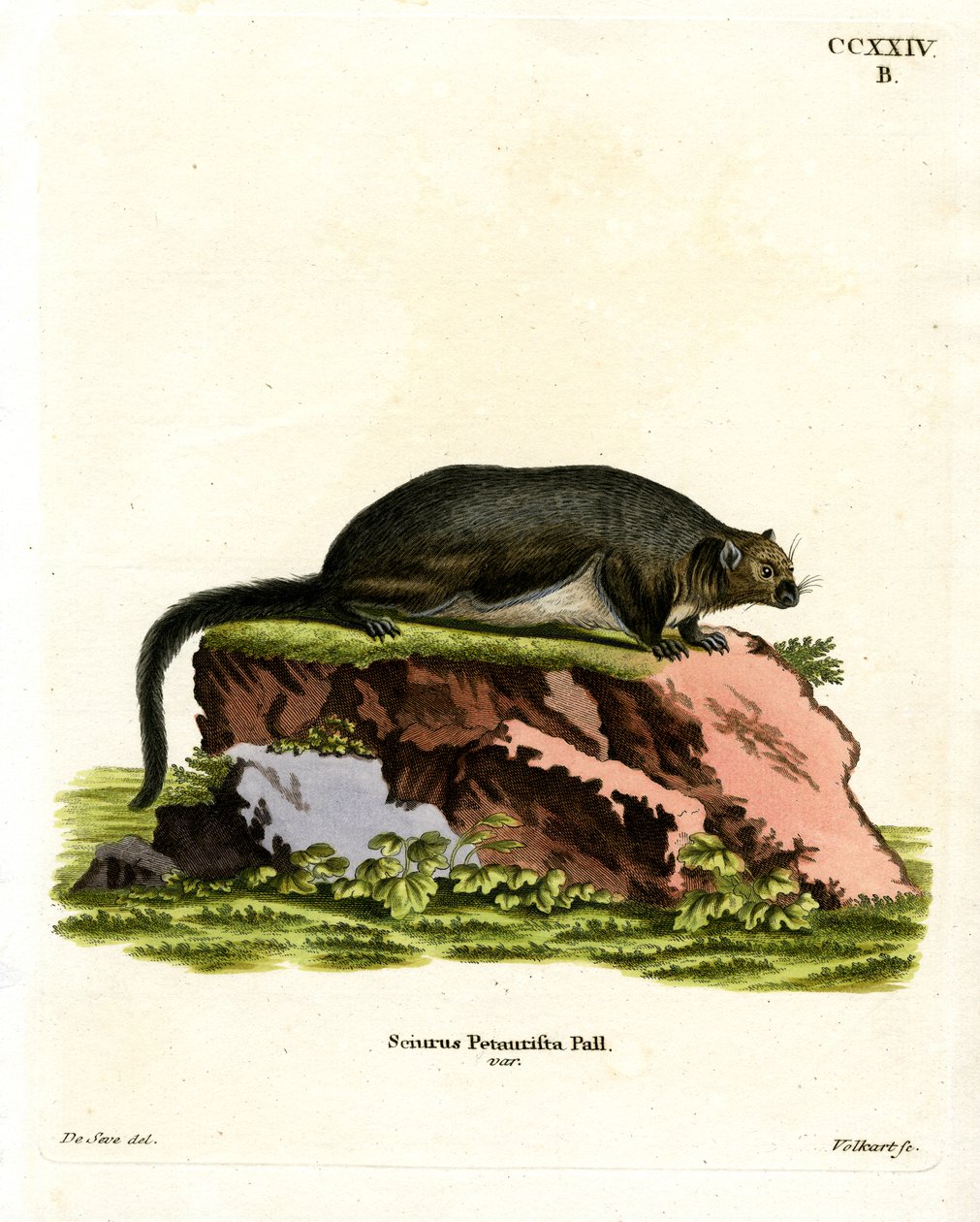 Red Giant Flying Squirrel by German School