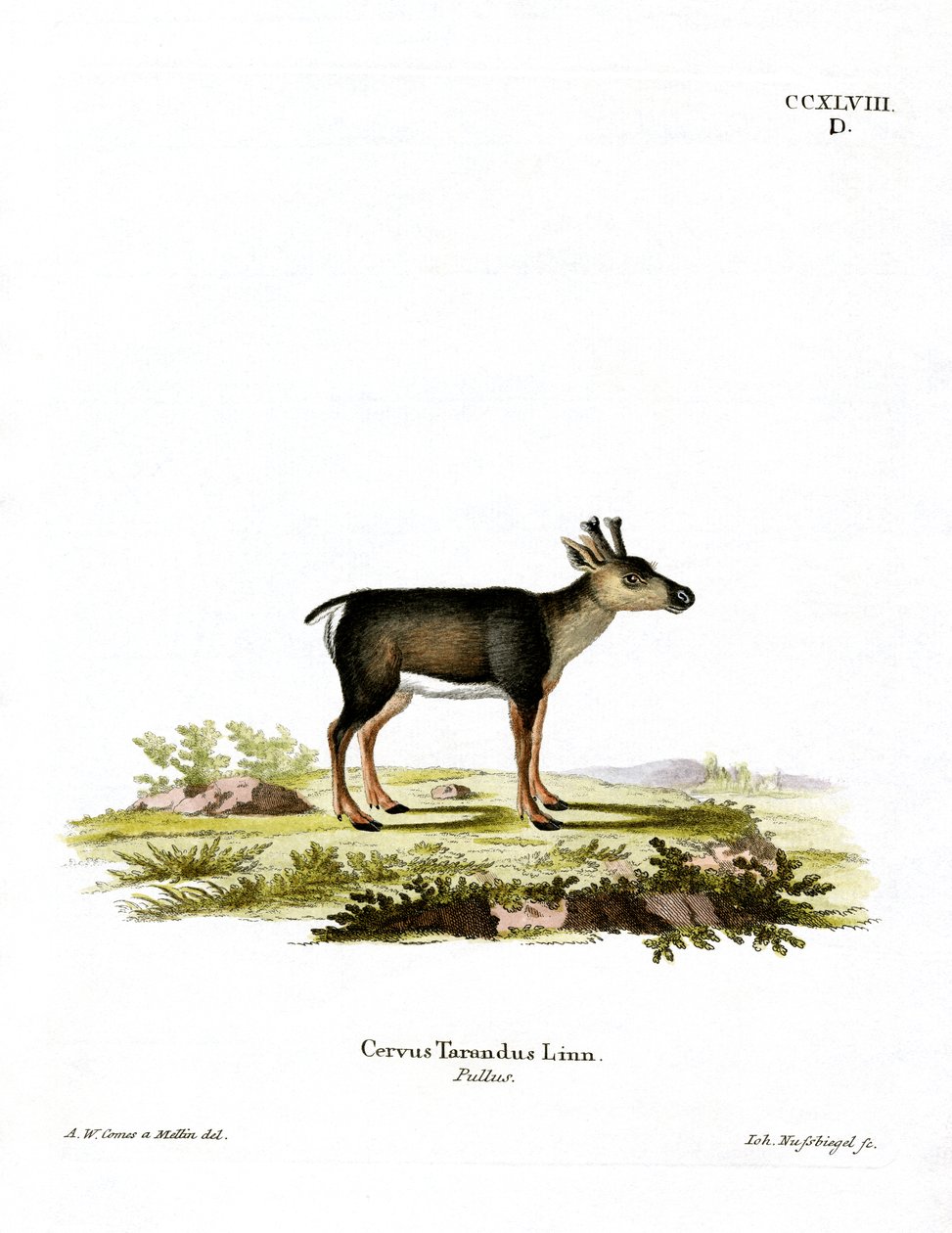 Reindeer Fawn by German School