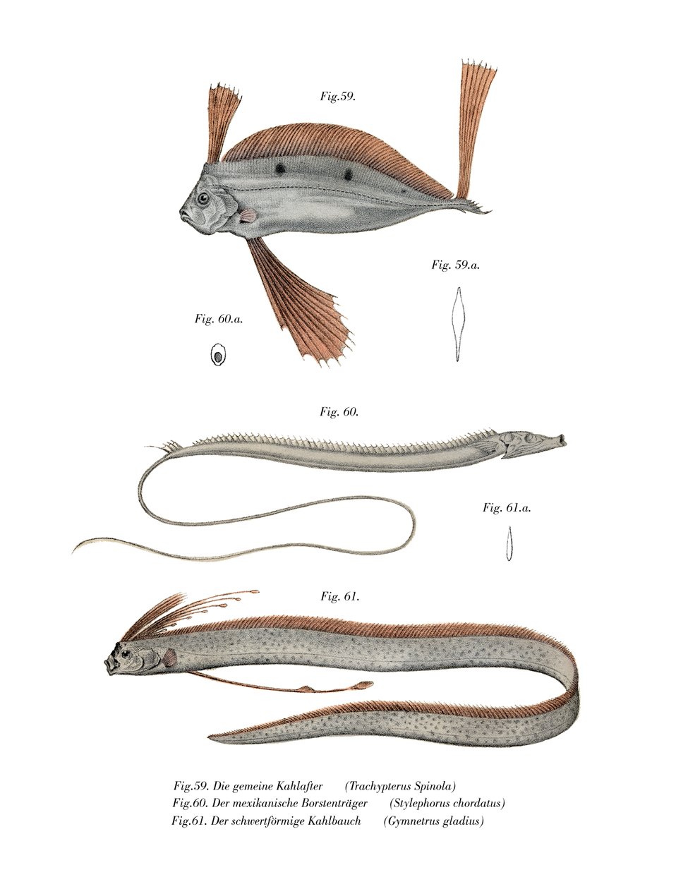 Ribbon Fish by German School