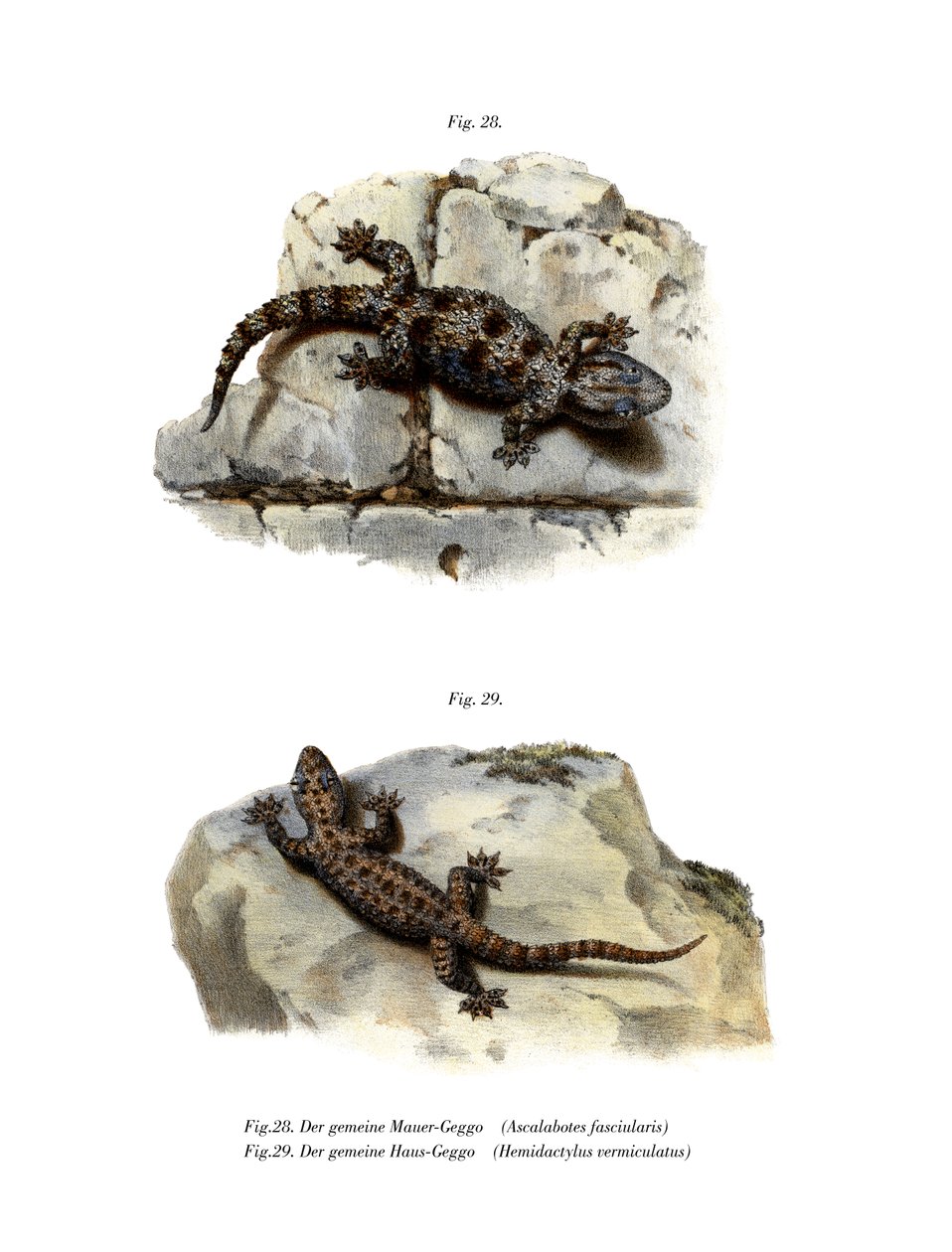 Ringed Wall Gecko by German School