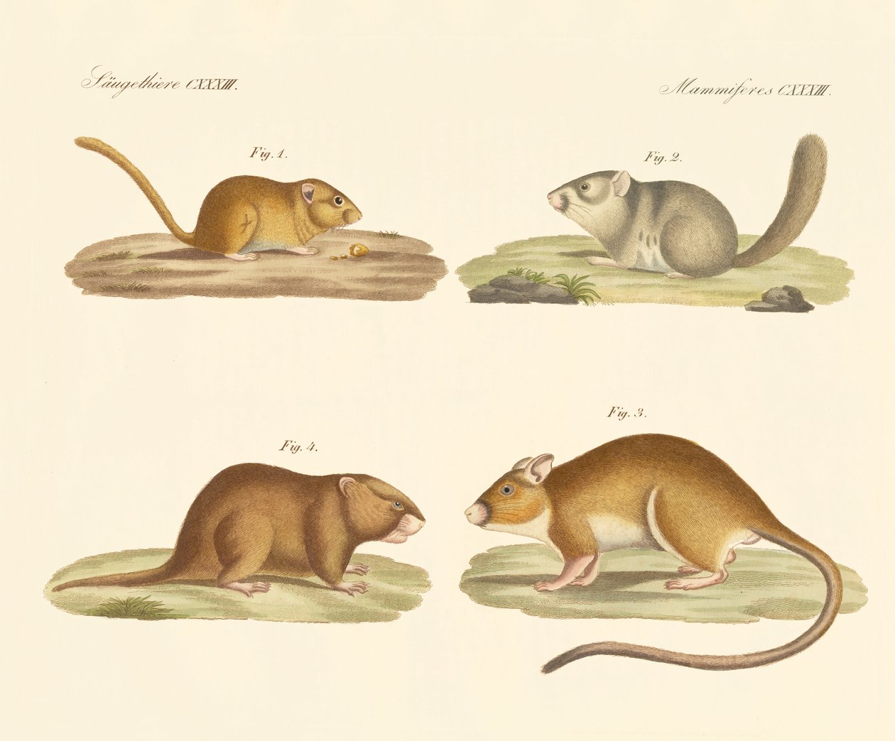Rodents by German School