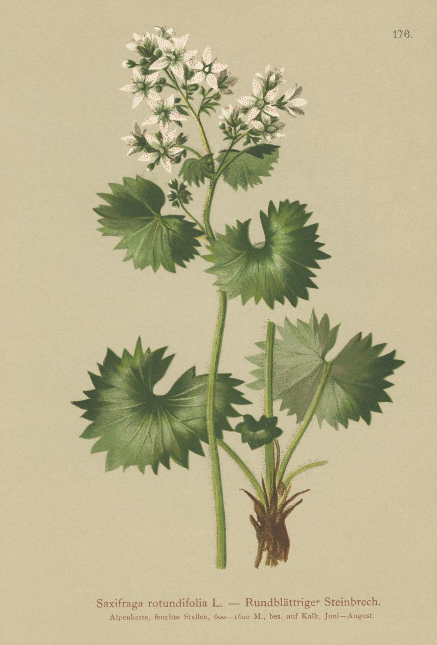 Round-leaved Saxifrage by German School