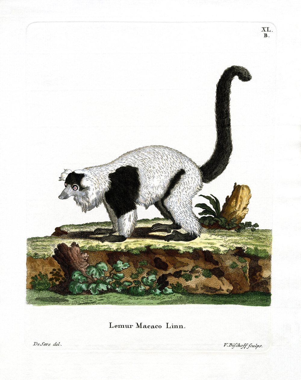 Ruffed Lemur by German School