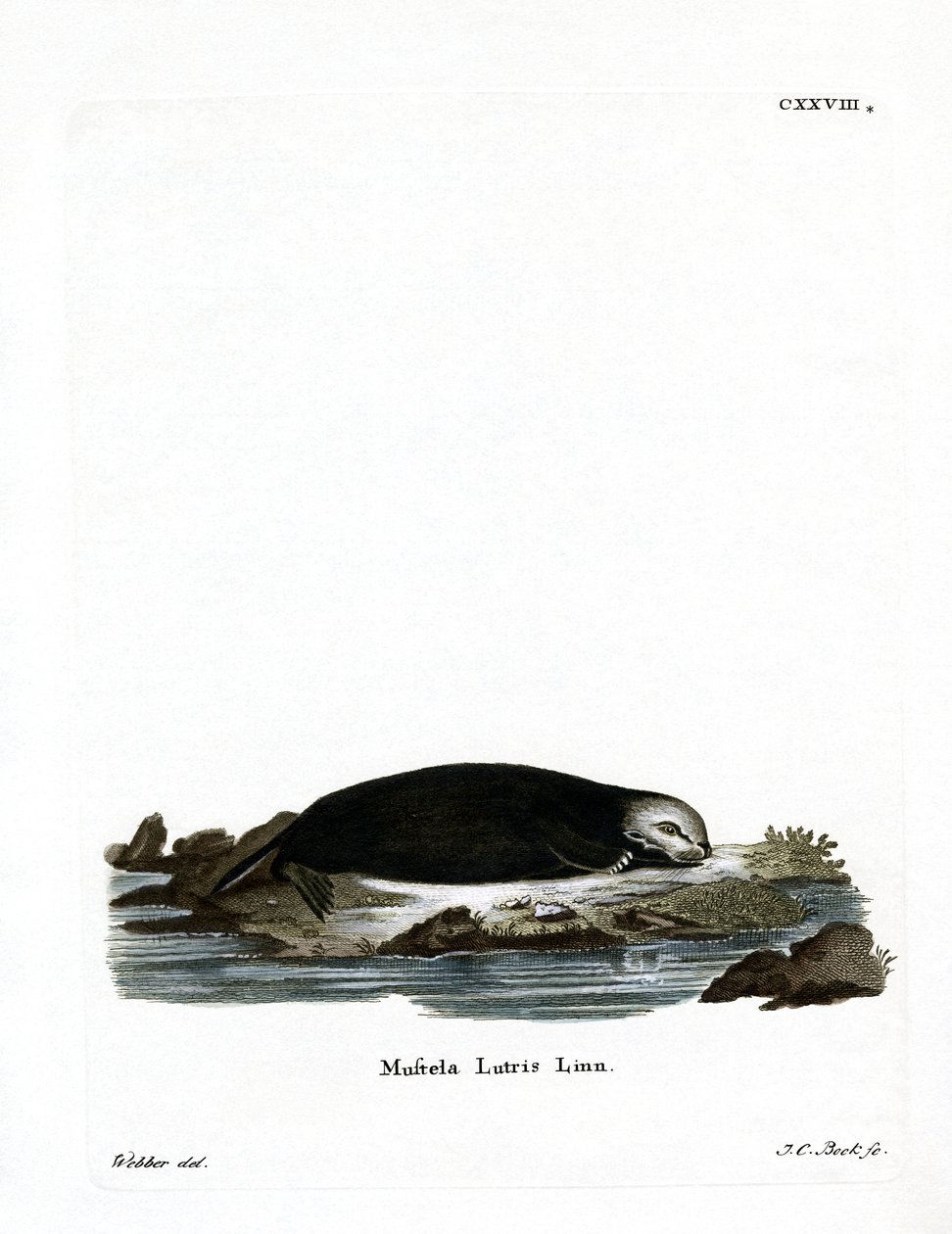 Sea Otter by German School