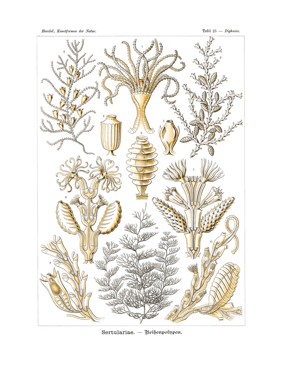 Sertulariae by German School