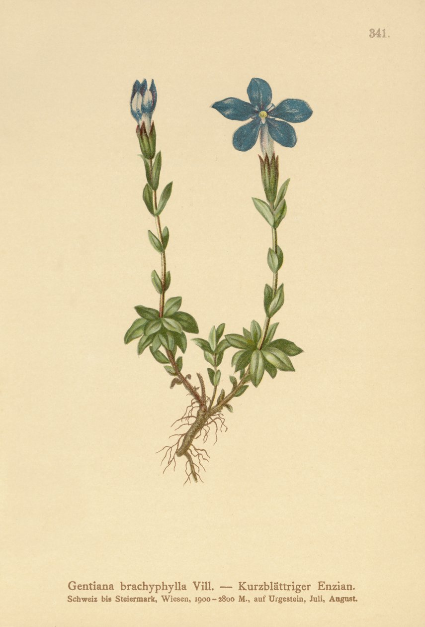 Short-leaved Gentian by German School