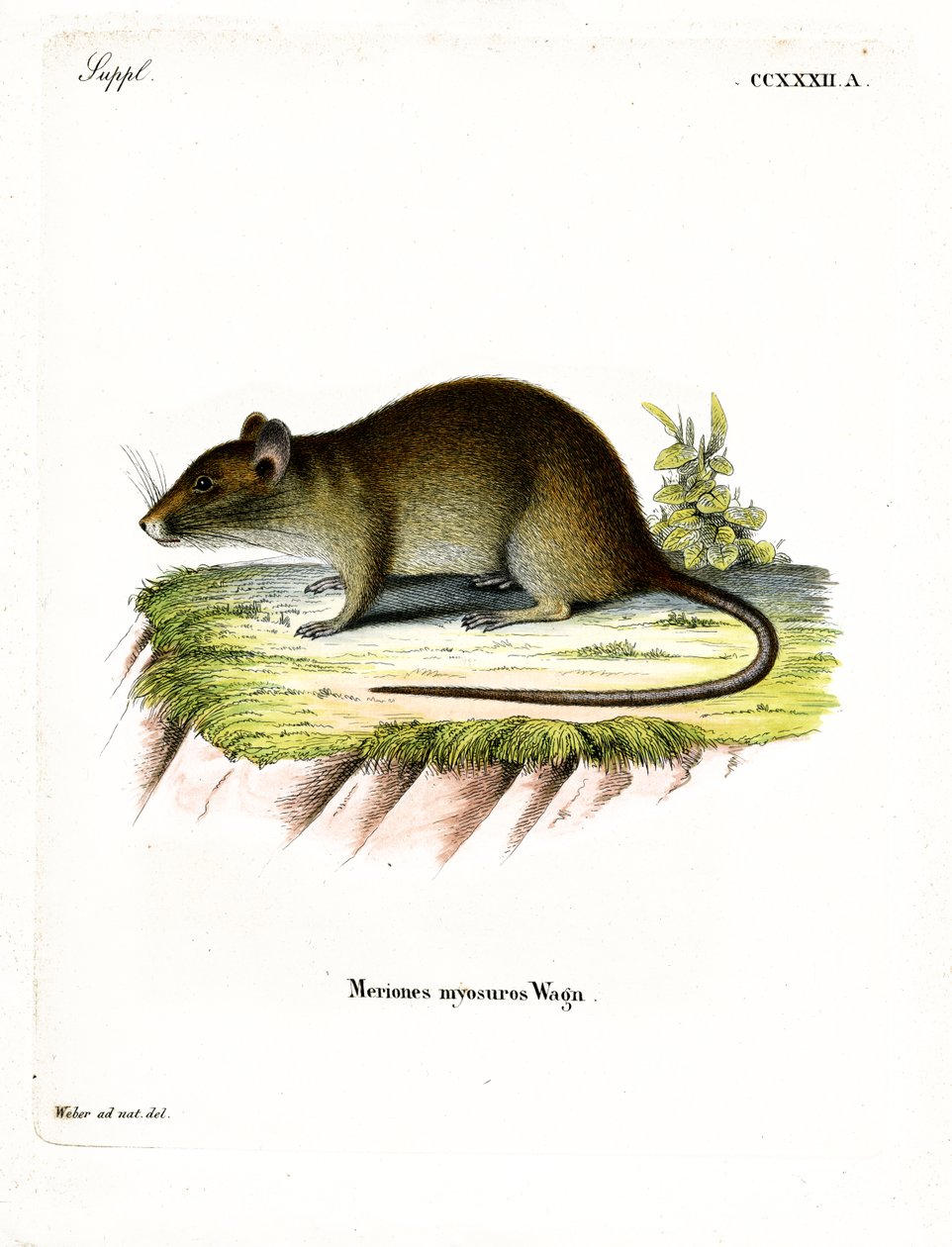 Short-tailed Bandicoot Rat by German School