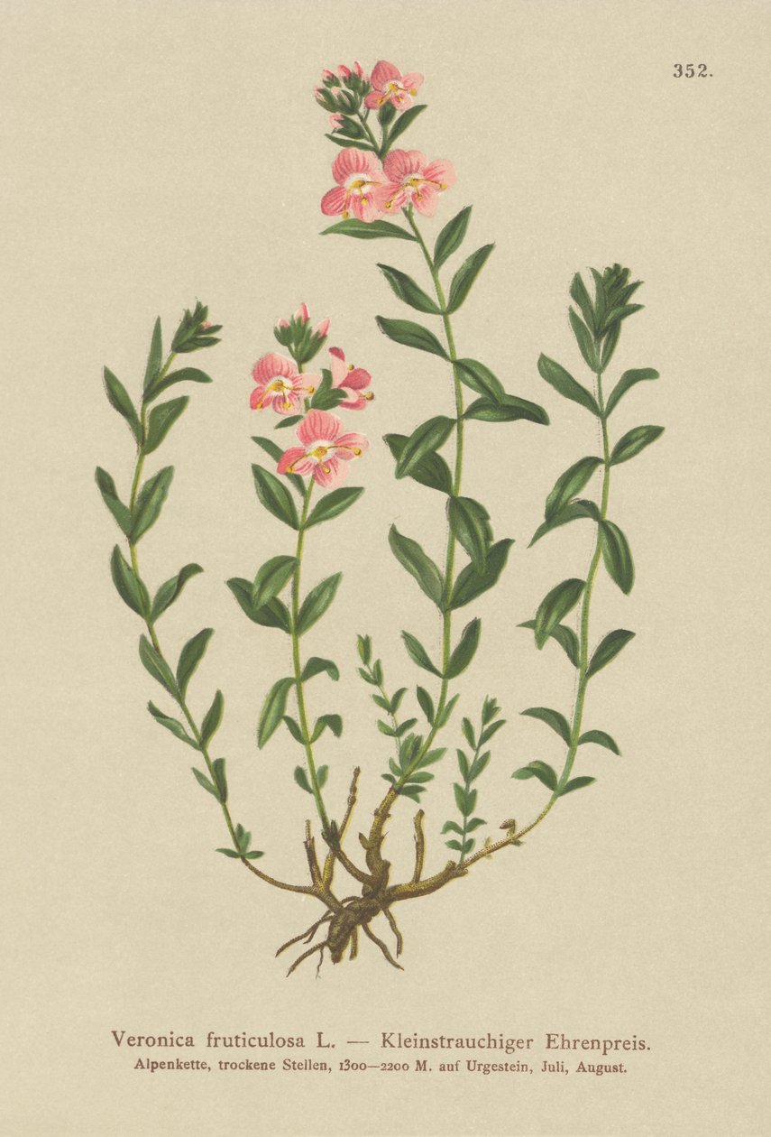 Shrubby Speedwell by German School