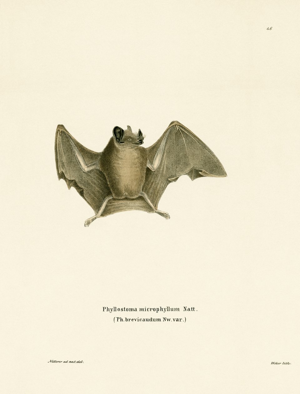 Silky Short-tailed Bat by German School