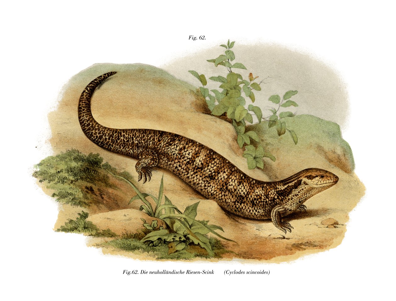 Skink by German School