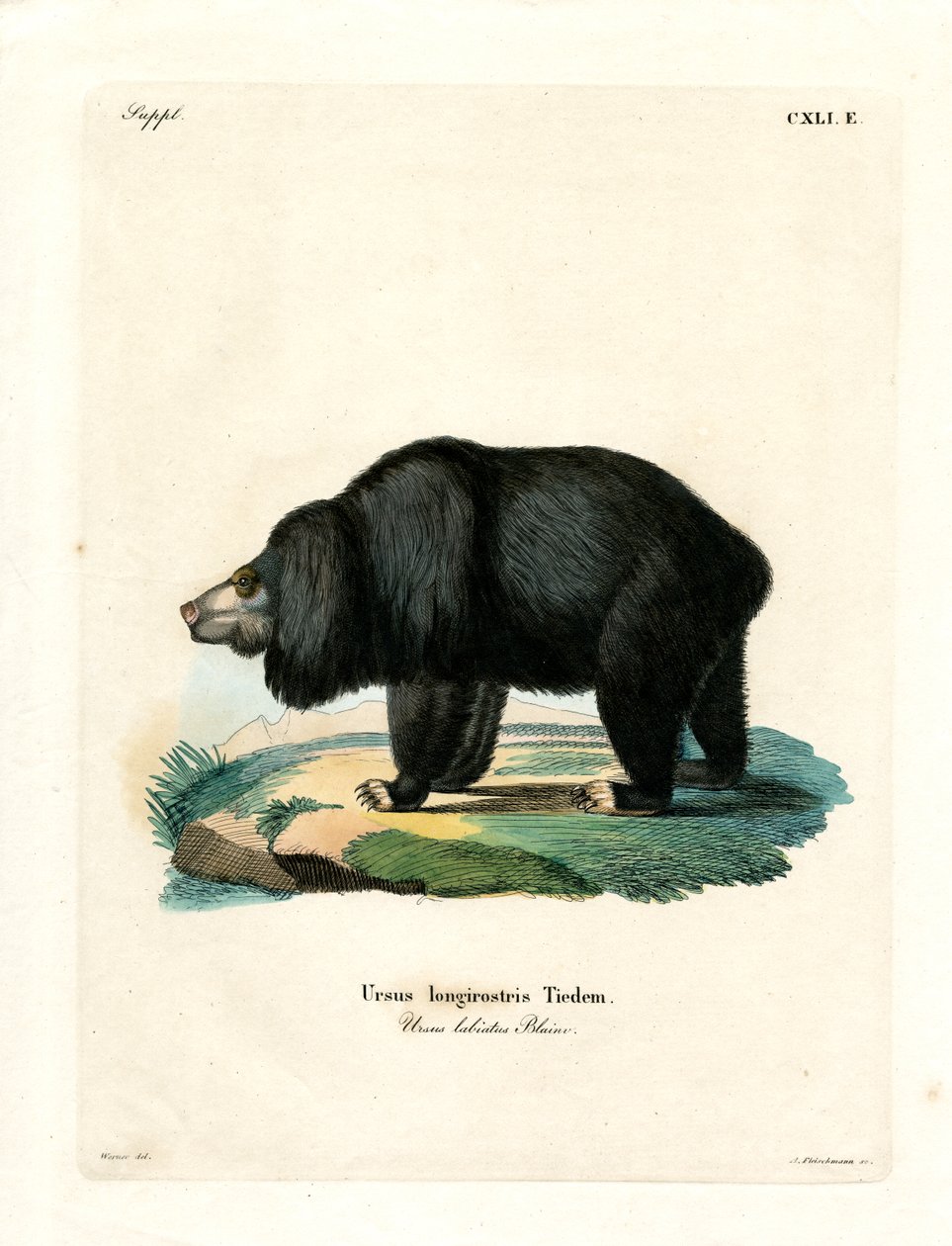 Sloth Bear by German School