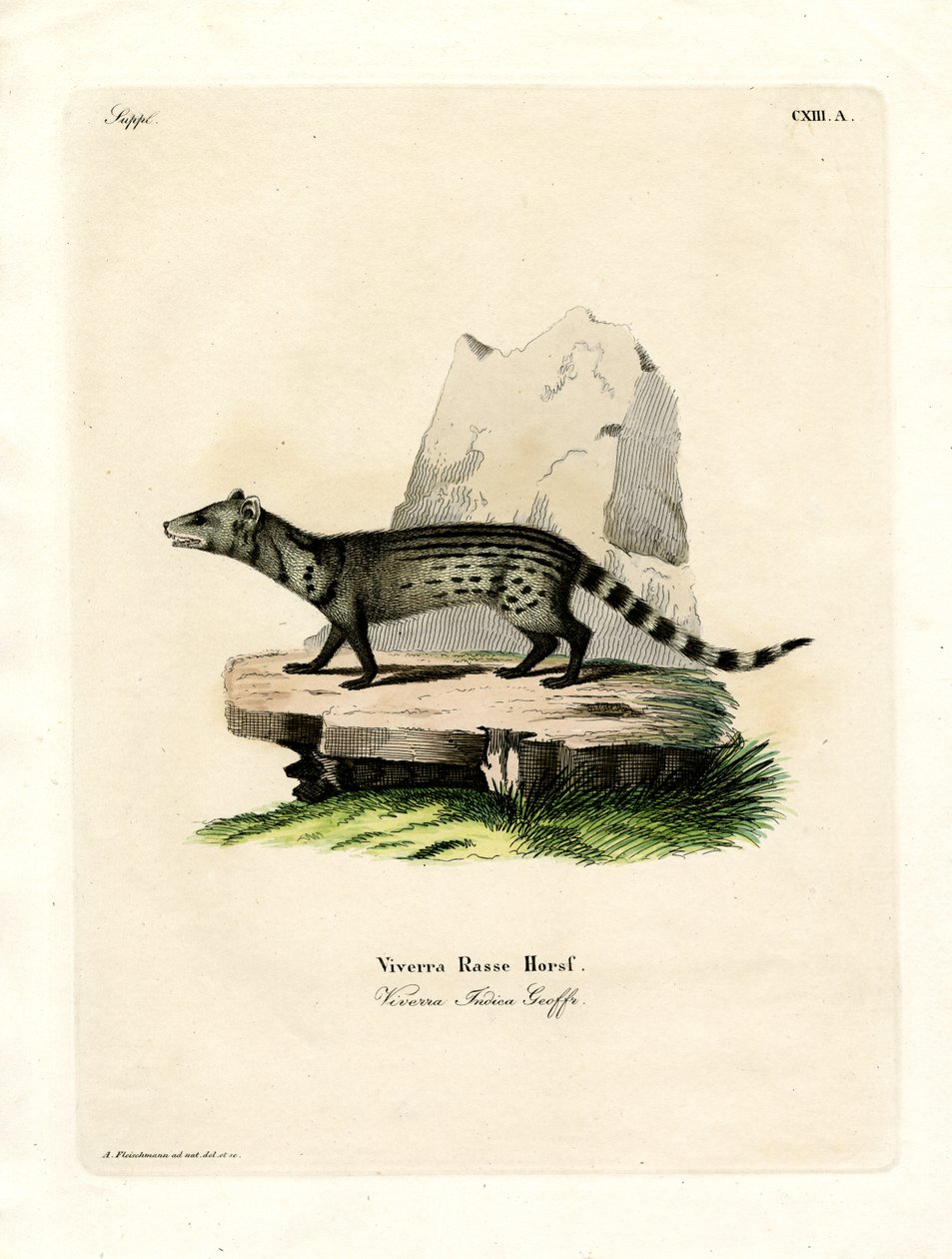 Small Indian Civet by German School