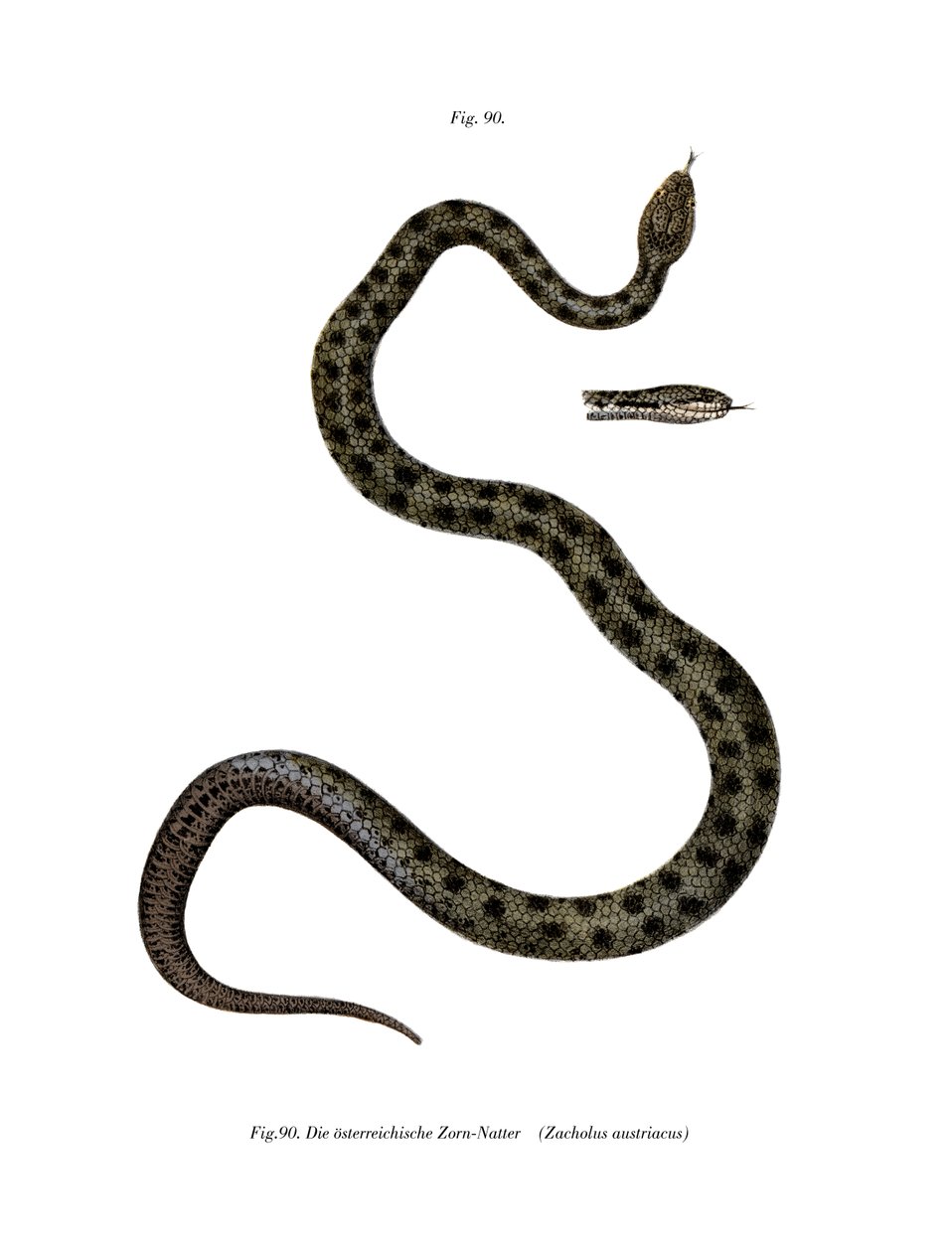 Smooth Snake by German School