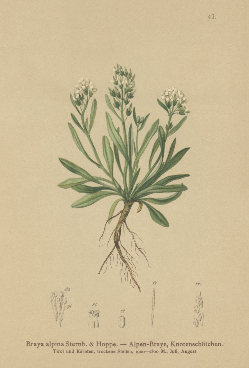 Smooth Northern-rockcress by German School
