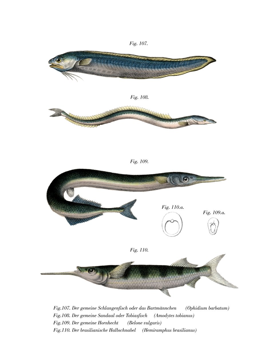 Snake Blenny by German School
